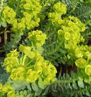 Euphorbia milii avec cache pot Ø 6 cm