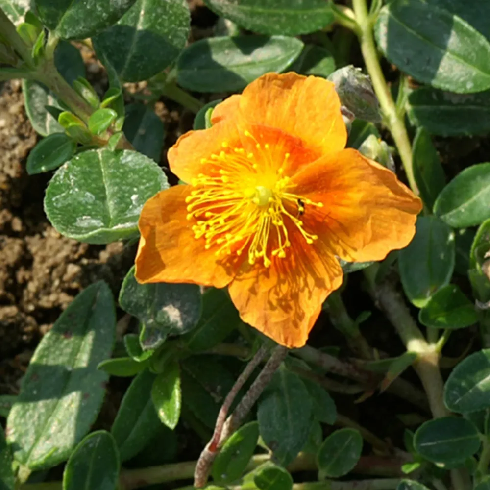 Hélianthème Bronzeteppich Helianthemum Bronzeteppich