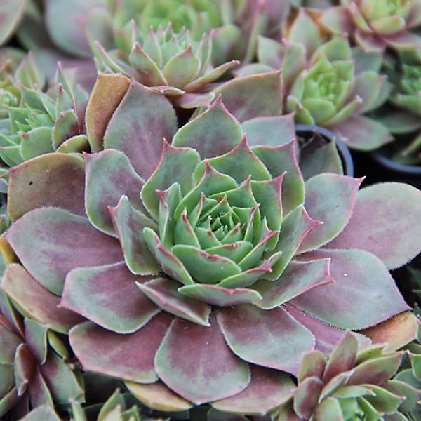 6 x Joubarbe 'Othello – Sempervivum 'Othello', godet 9cm x 9cm