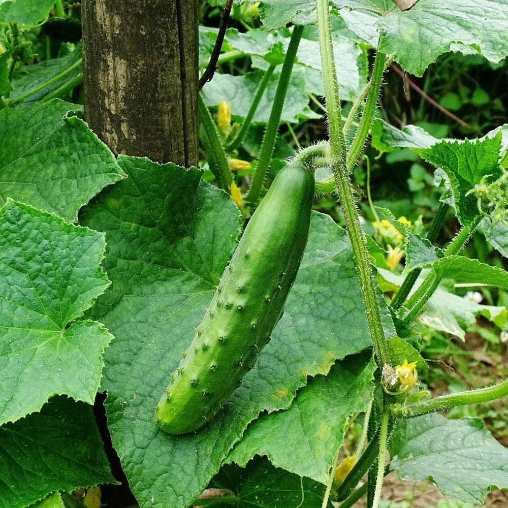 3 Plants de Concombre Raider F1 Cucumis sativus Raider f1