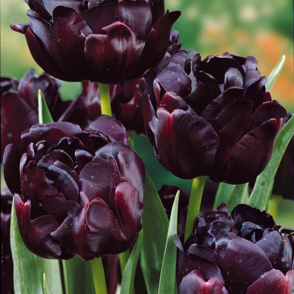 10 Tulipes à fleurs de pivoine Black Hero Tulipa black hero