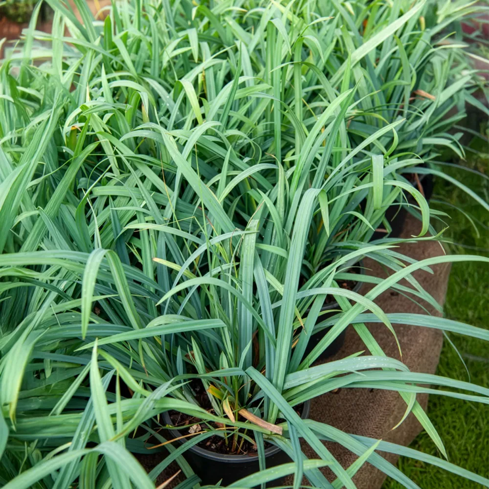 Laîche Bunny blue - Carex Carex laxiculmis Bunny Blue