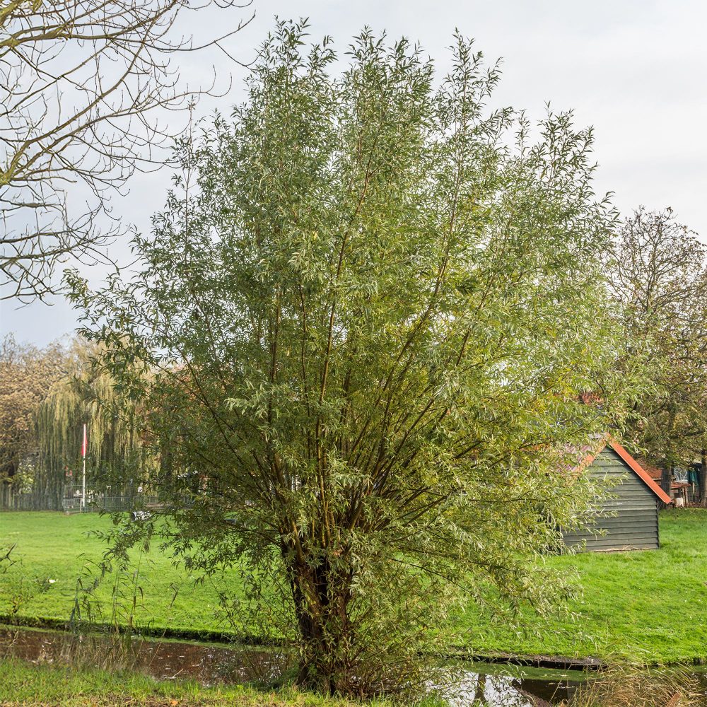 Saule blanc Salix alba