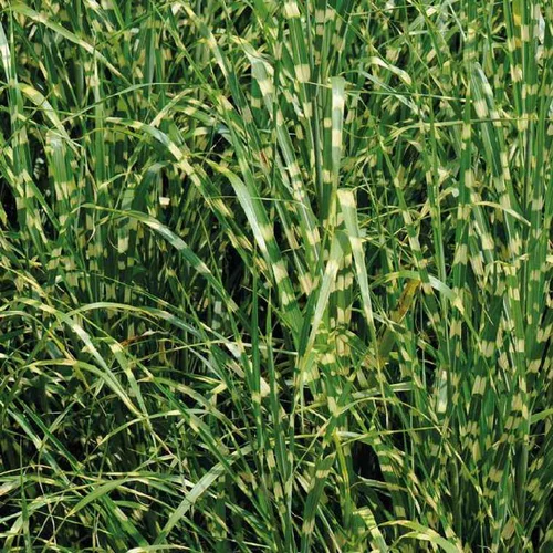 Miscanthus Sinensis Zebrinus - Le pot de 9 x 9 cm