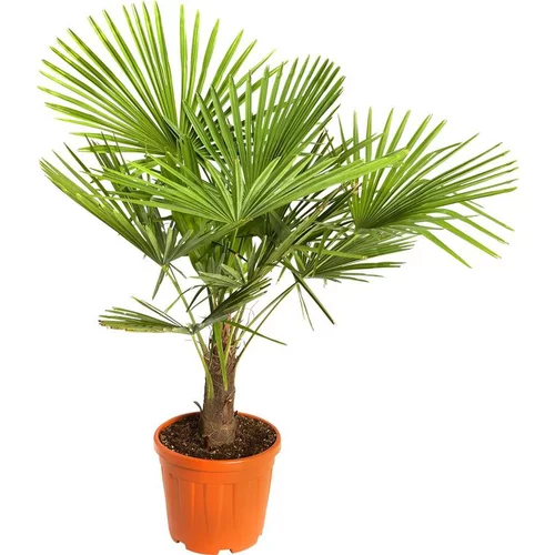 Palmier Trachycarpus Excelsa en pot de 30 litres