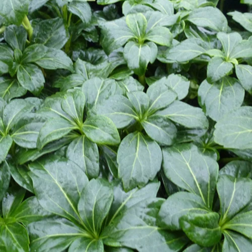 Pachysandre Green Sheen Pachysandra terminalis Green Sheen