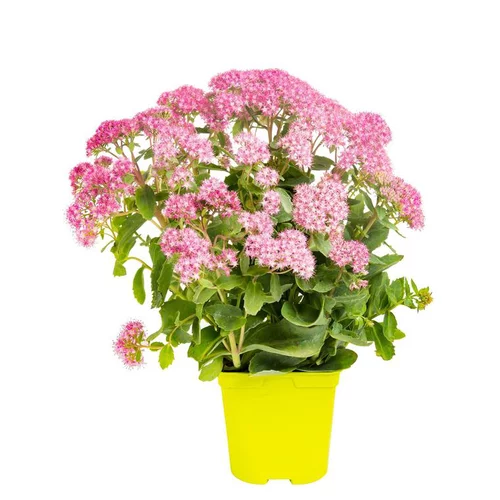 Sedum Telephium - Le pot de 3 litres