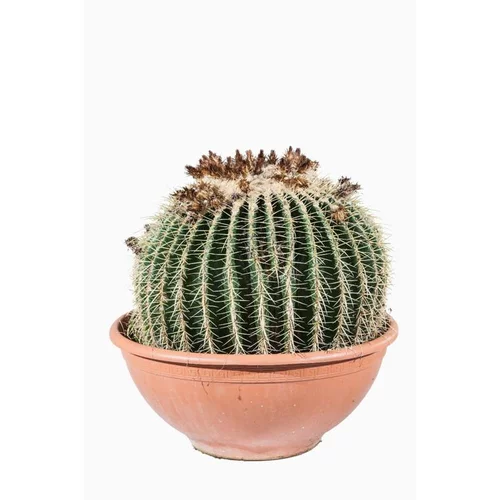 Echinocactus Grusonii (coussin de belle-mère) en pot de 120 L vert