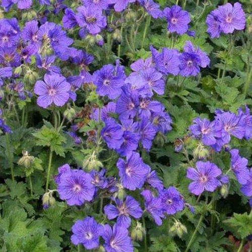 Géranium vivace à fleur d'anémone Geranium x magnificum anemoneflorum