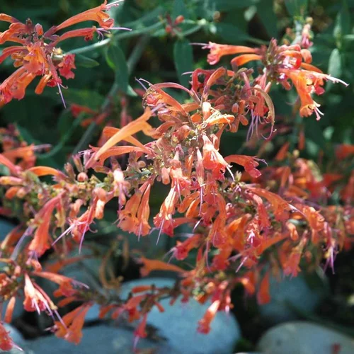Agastache Kudos Coral - Le pot de 12 cm