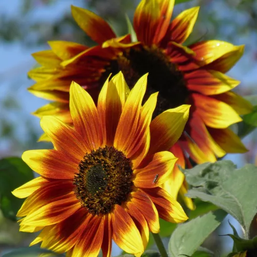 Zonnebloem zaad | Zonnebloom met herfst kleuren