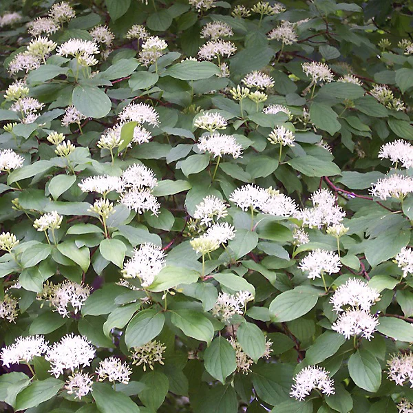 2 x Cornouiller sanguin | Cornus sanguinea – 60 – 80 cm pot