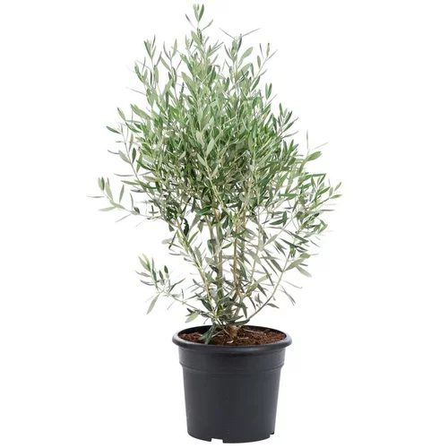 Olea Europaea ou Olivier en pot déco de 10 L