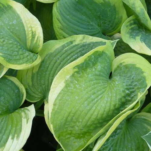Hosta Olive Bailey Langdon Funkia Olive Bailey Langdon Hosta olive bailey langdon