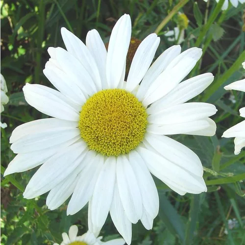 Leucanthème (ou Grande Marguerite) blanc - Le pot de Ø 17 cm