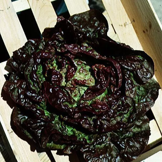 Kropsla | Merveille des 4 Saison | Bio en reproduceerbare zaden