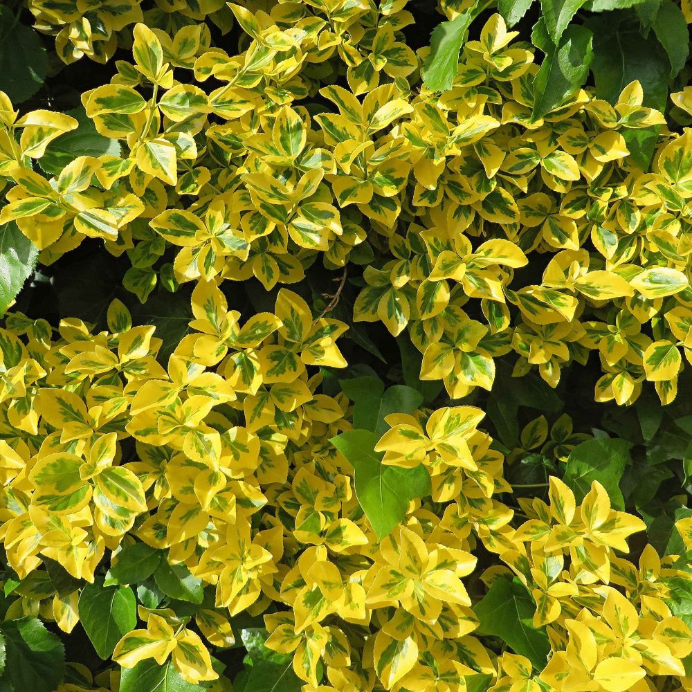 Fusain Emerald and Gold Euonymus fortunei Emerald and Gold