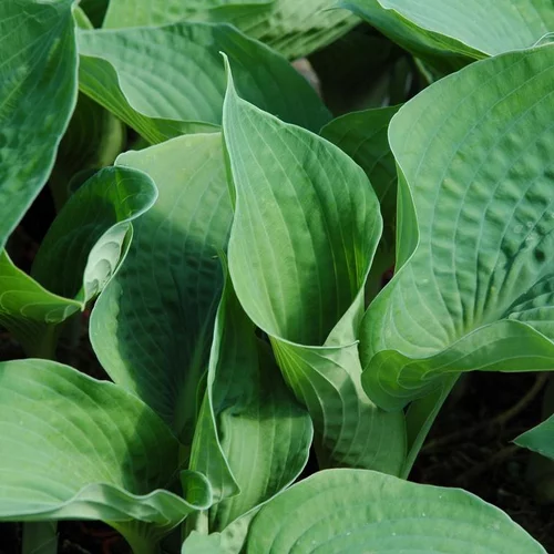 Hosta Blue Mouse Ears - Le pot de 4 litres