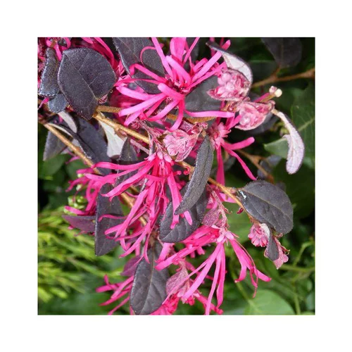Loropetalum Chinense Fire Dance rouge en pot