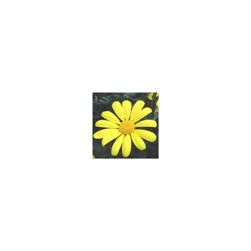 Euryops Chrysanthemoides - Le pot de 10,5 cm
