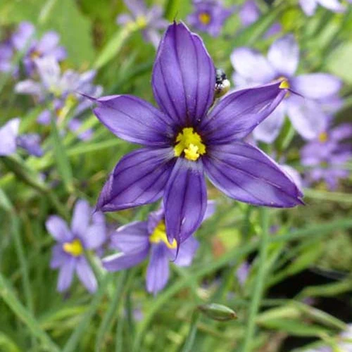 Sisyrinchium bellum Sisyrinchium bellum