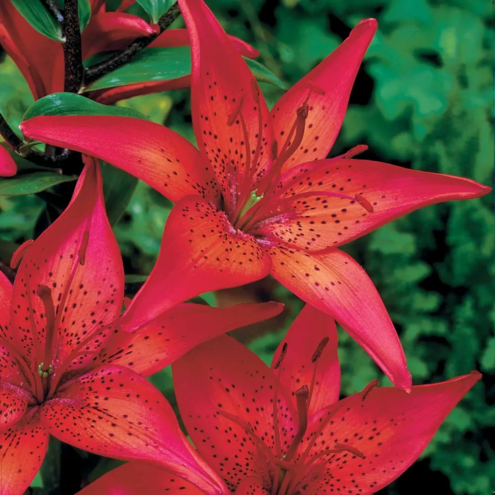 2 Lis asiatiques Mercedes Lilium mercedes