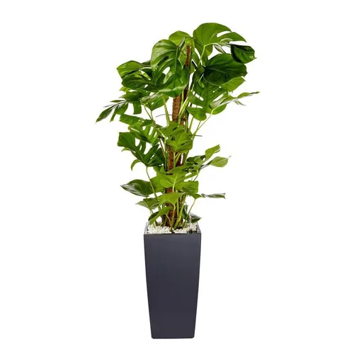 Monstera et son pot Cubico color Ø 30 gris