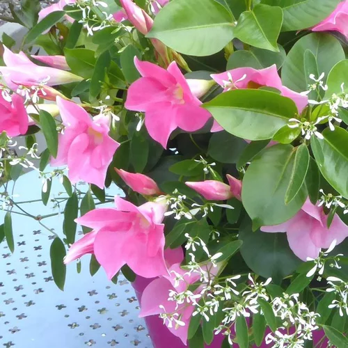 Dipladenia + Summer Snow. La coupe de 40 cm
