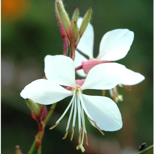 Gaura Lindheimeri - Le pot de 8 litres