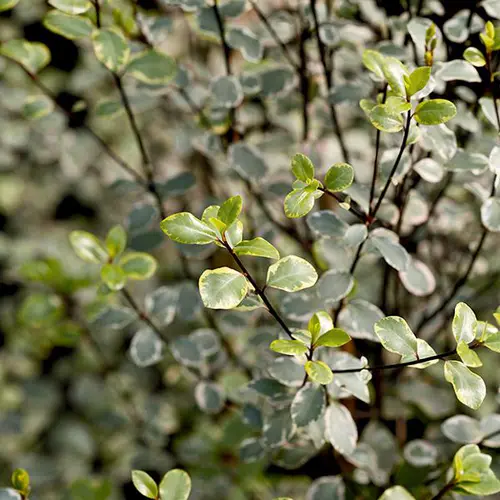 Pittosporum tenuifolium Glo Ball en pot de 7,5 L