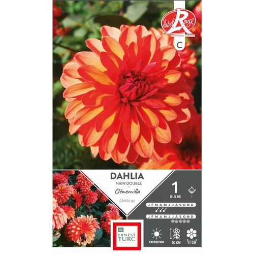 Dahlia nain double Clémenvilla orange Ernest Turc - 1 bulbe