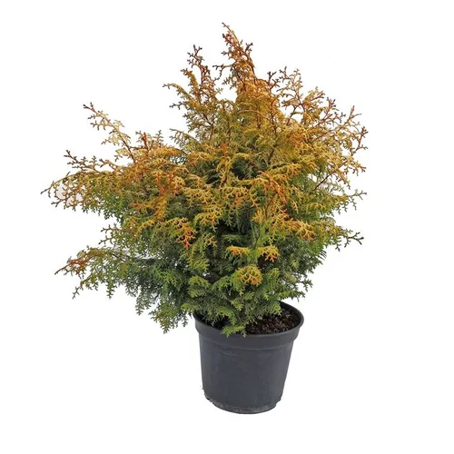 Cyprès Hinoki du Japon Lucas 25/30. Le pot déco de 3,7 litres