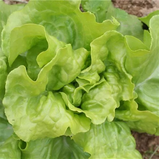 Bio zaden van Kropsla (lente-) Express