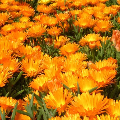 Lampranthus - La jardinière