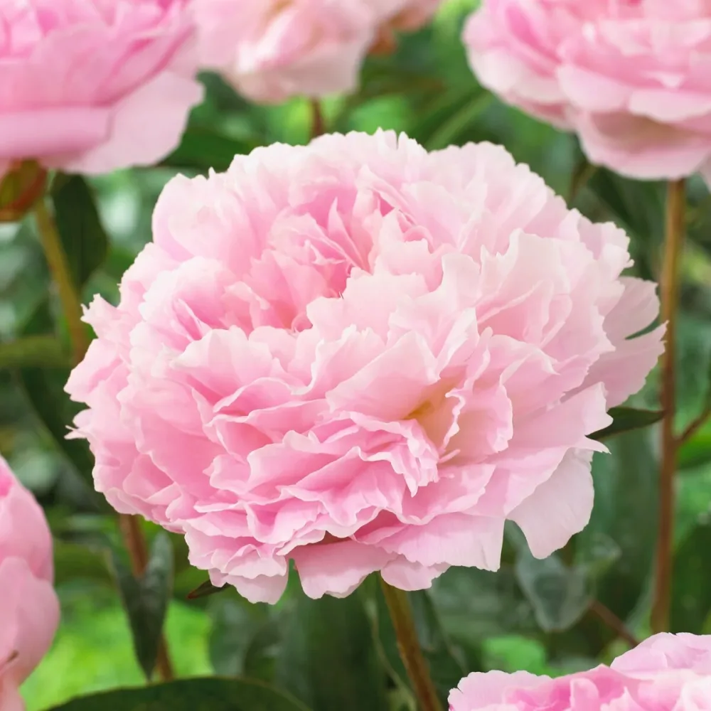 Pivoine Albert Crousse Paeonia lactiflora Albert Crousse