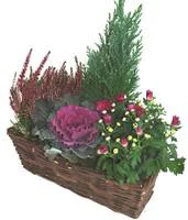 Jardinière variée - La jardinière de 25 cm