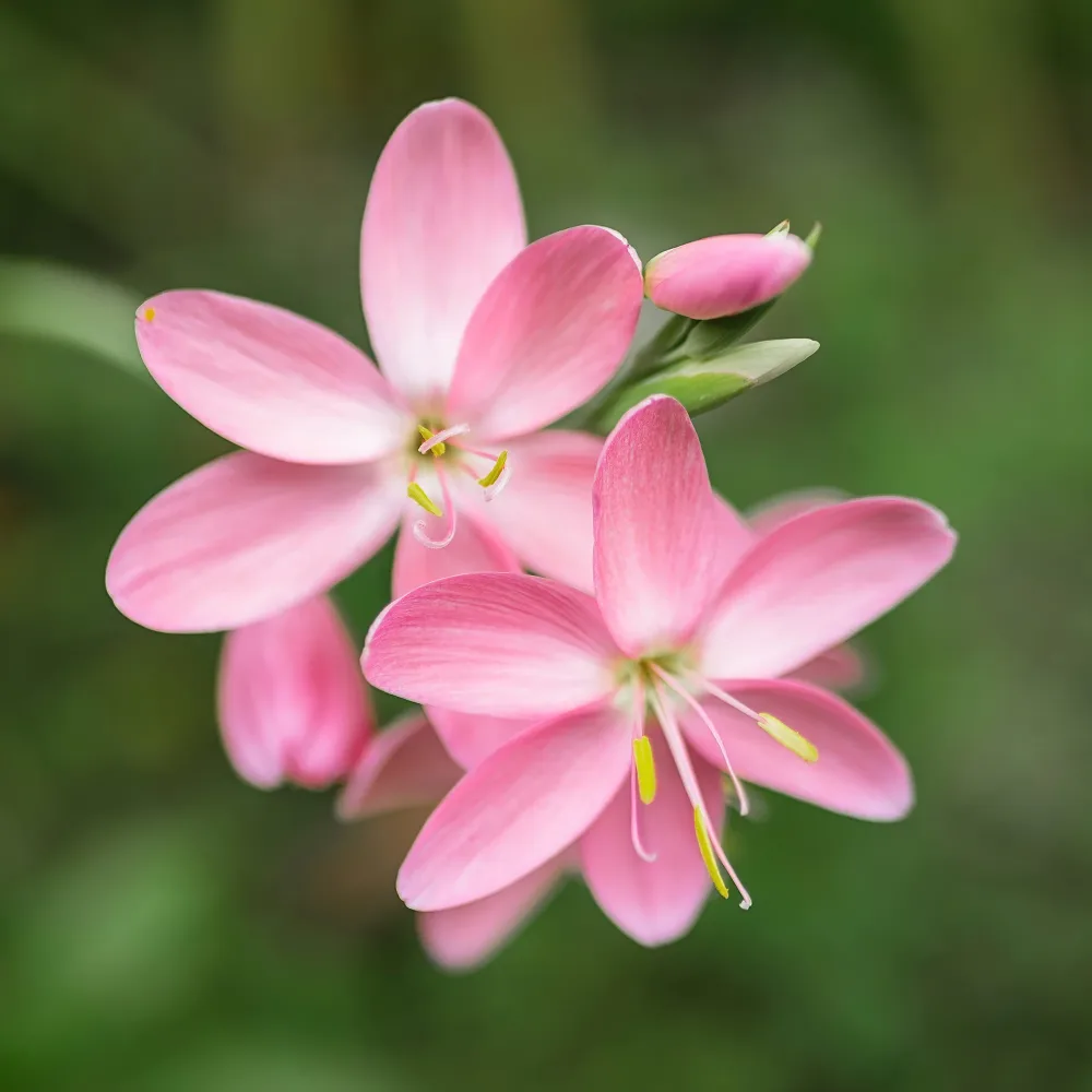 Lys des cafres Pink Butterflies Schizostylis coccinea Pink Butterflies