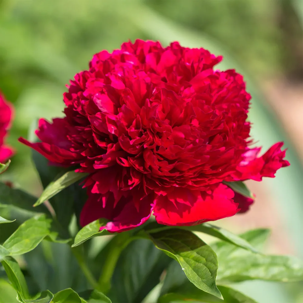 Pivoine Red Charm Paeonia lactiflora x Red Charm