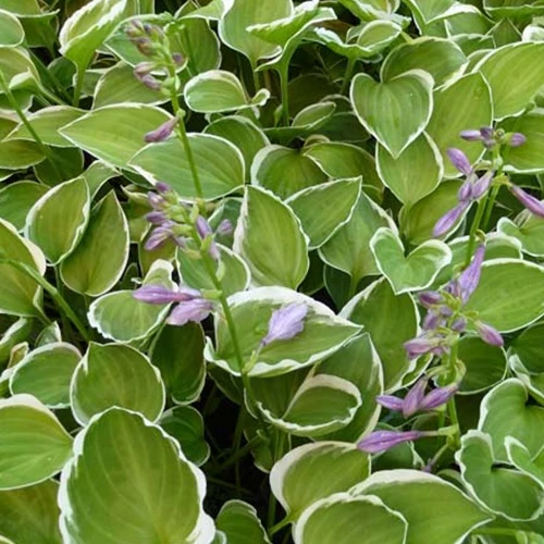 Hosta Diamon Tiara Hosta diamond tiara