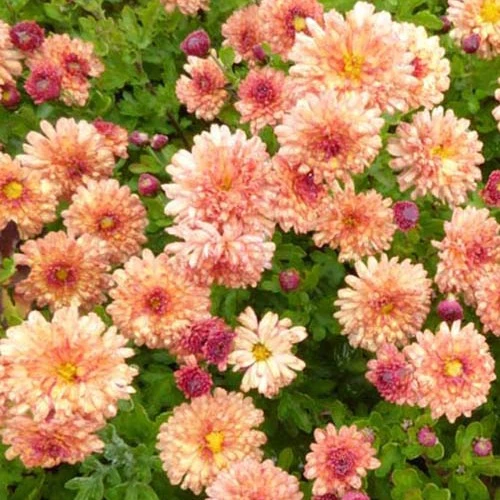 Chrysanthème des jardins Herbstbrokat Chrysanthemum indicum herbstbrokat