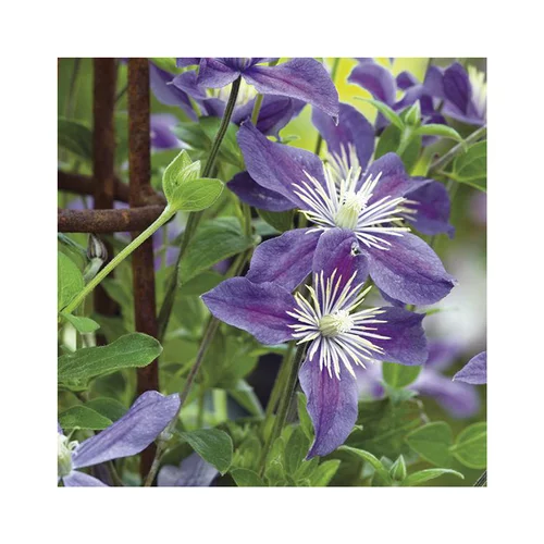 CLEMATITE ARABELLA. Le pot de 3 litres