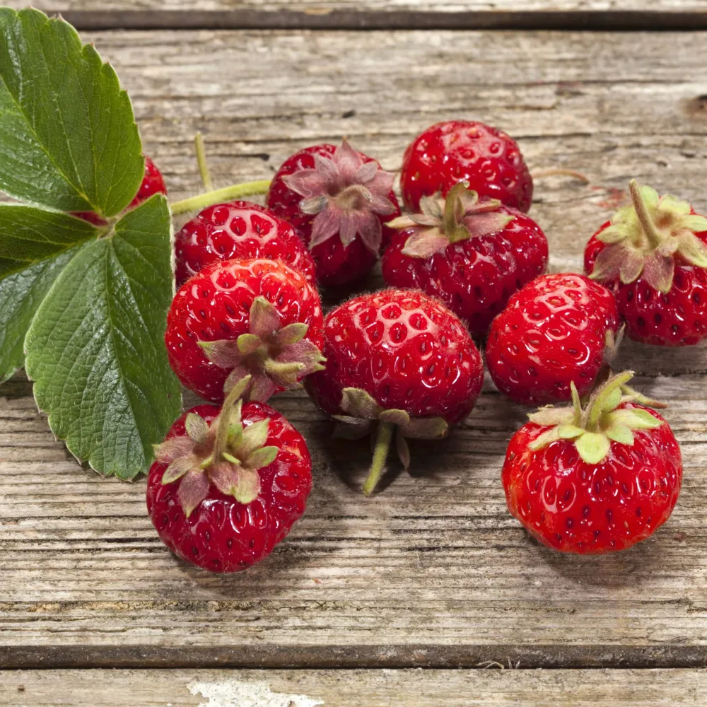 2 Fraisiers Framberry ® Fragaria Framberry®