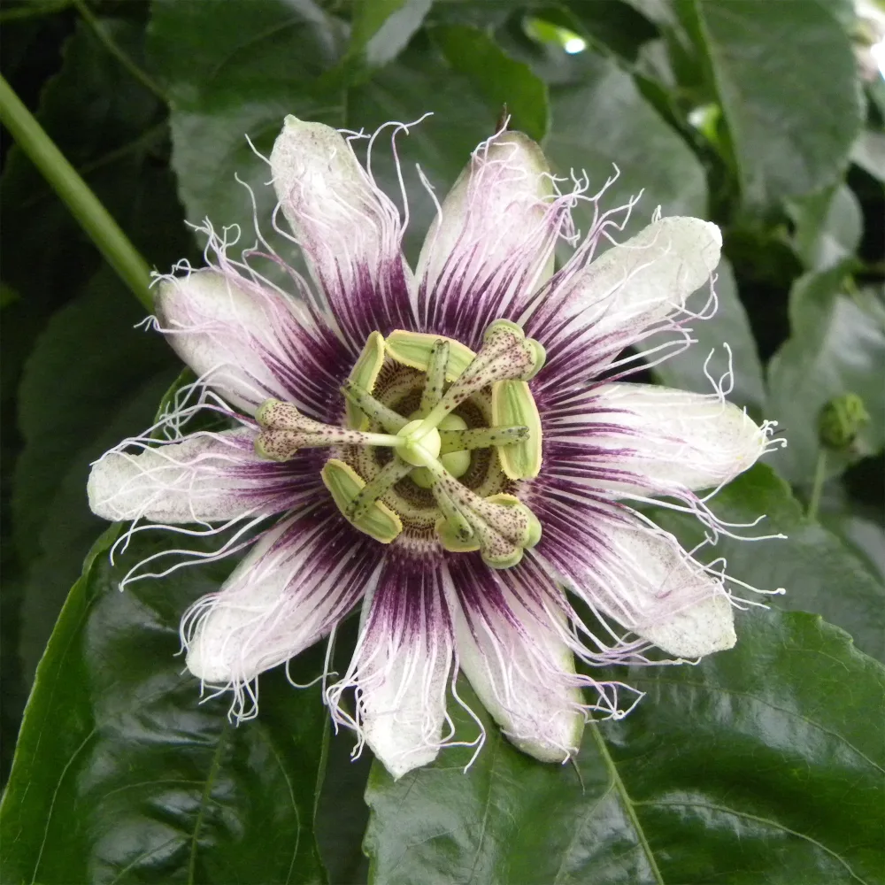 Fruit de la passion - Grenadille pourpre Passiflora edulis Purple