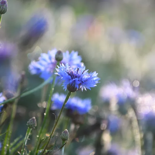 Korenbloem blauw bio | Eetbaar en bijenvriendelijk