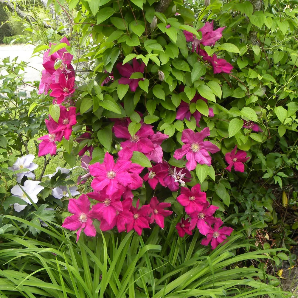Clématite italienne Ernest Markham grimpante Clematis viticella Ernest markham