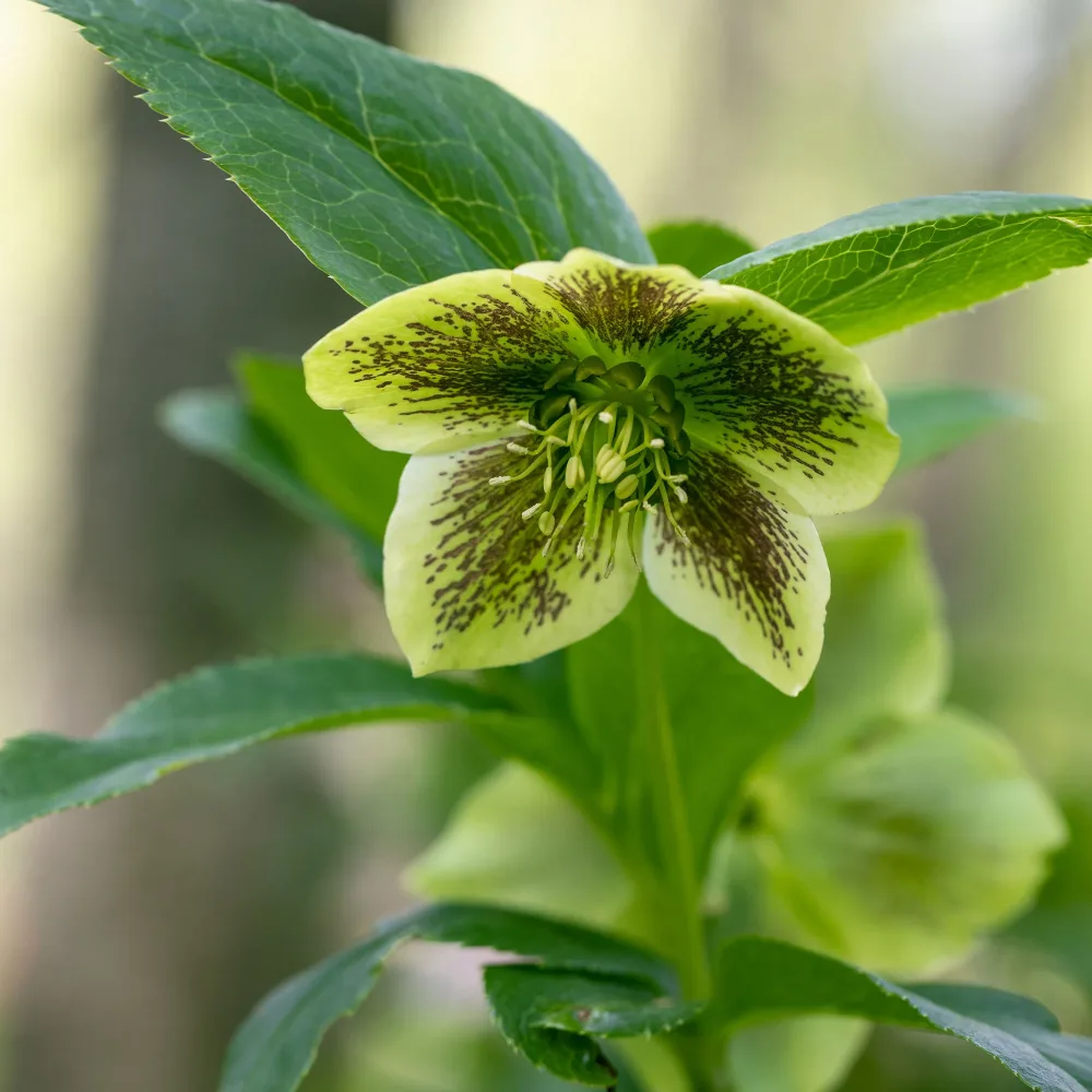 Hellébore d'Orient vert-moucheté Helleborus orientalis Green Spotted