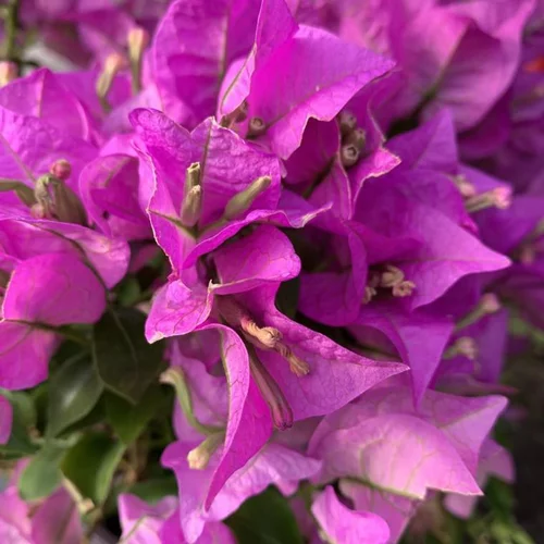 Bougainvillée (Bougainvillea). Le pot de 20 litres