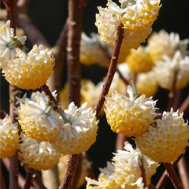Edgeworthia chrys. 'Grandiflora' | Edgeworthia chrysantha 'Grandiflora' – 60 – 80 cm pot
