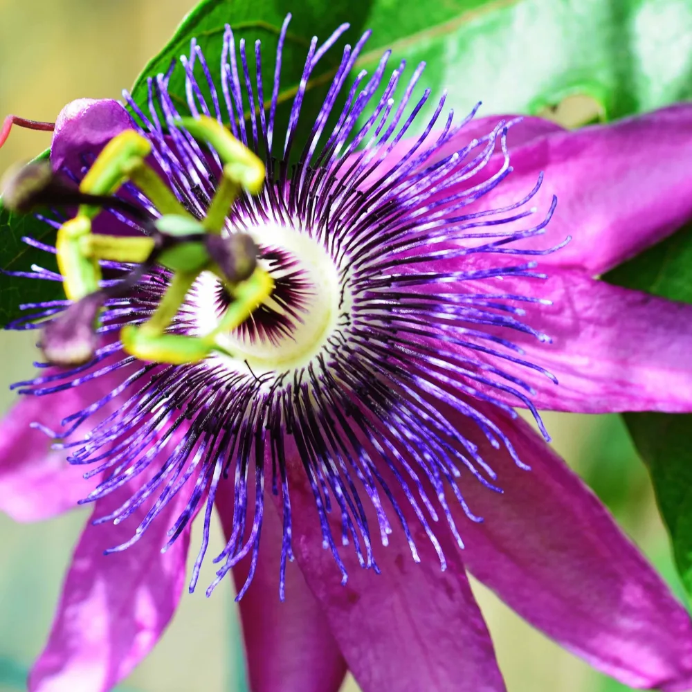 Passiflore Lavender lady Passiflora x lavender lady