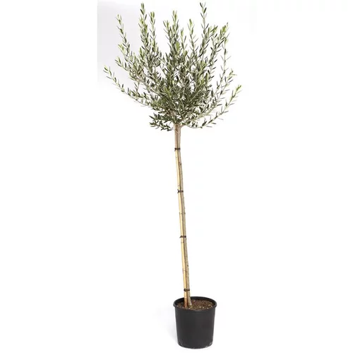 Olivier 30/40 en pot de 80 L